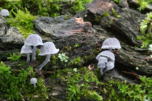 Mycena_pseudocorticola.jpg