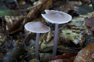 Mycena_pura.jpg