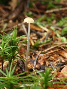 Mycena rorida.jpg