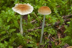 mycena_rorida_dm_2.jpg