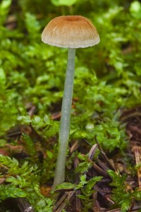 mycena_rorida_dm_3.jpg