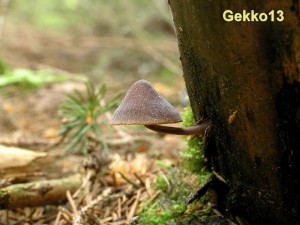 Mycena_silvae-nigrae.JPG