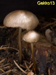 Mycena strobilicola.jpg