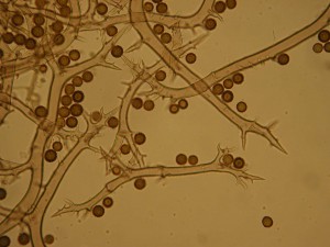 Mycenastrum corium 1.JPG