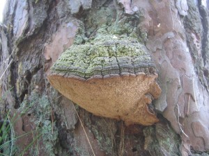 Obr. 1, Phellinus pini na borovici.jpg