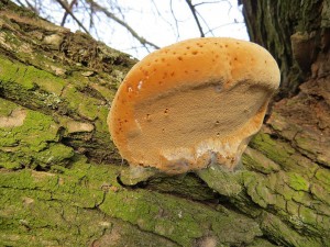 ohnovec obecn-Phellinus igniarius.jpg