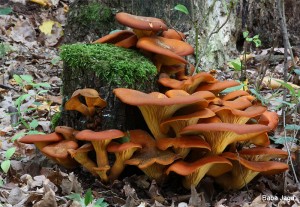 Omphalotus olearius.jpg