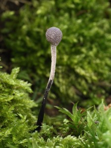 Ophiocordyceps entomorrhiza1.jpg