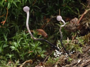 Ophiocordyceps entomorrhiza2.jpg