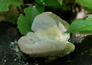 Outkovka hrbat - trametes Gibbosa.jpg