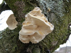 outkovka psovan-Trametes ochracea 1.jpg