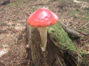 P7080504-1.jpg