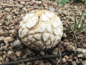 pchavka blostn-Calvatia candida 1.JPG