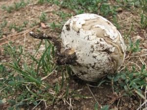 pchavka blostn-Calvatia candida.jpg