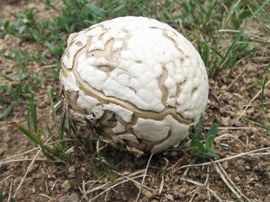 pchavka blostn -Calvatia candida 2.JPG