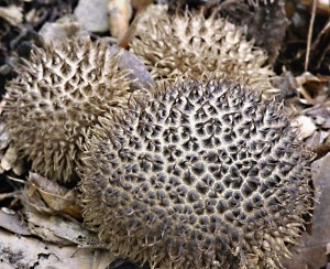 Pchavka jeat - Lycoperdon echinatum (1).jpg