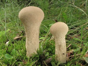 pchavka palicovit-Handkea excipuliformis 1.jpg