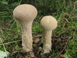 pchavka palicovit-Handkea excipuliformis 3.jpg