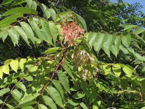 pajasan lznat-Ailianthus altissima.JPG