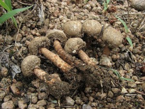 paleka brvit-Tulostoma fimbriatum1.jpg