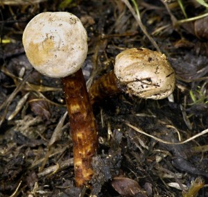 Paleka brvit - Tulostoma fimbriatum.jpg