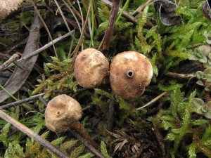 paleka zimn-Tulastoma brumale4.JPG