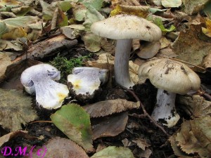 pavuinec edomodrav-Cortinarius dionysae.jpg