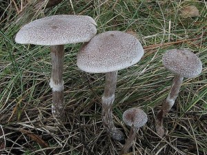 pavuinec plstnat-Cortinarius hemitrichus.jpg