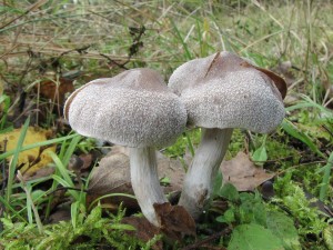 pavuinec plstnat-Cortinarius hemitrichus.JPG