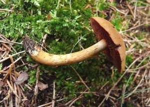 pavucinec.jpg