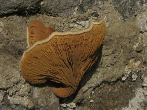 Paxillus.jpg