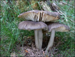 Penzovka irokolupenn - Megacollybia platyphylla.jpg