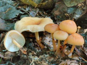 Penzovka dubov - Collybia driophyla (1).jpg