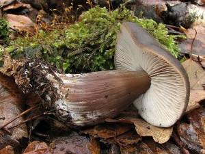 penzovka kuelovit-Rhodocollybia butyracea f.asema1.jpg