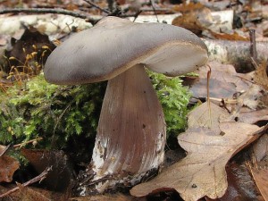 penzovka kuelovit-Rhodocollybia butyracea f.asema.jpg