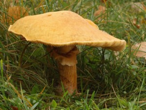 Phaeolepiota aurea.jpg