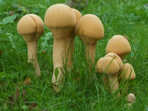 Phaeolepiota aurea.jpg