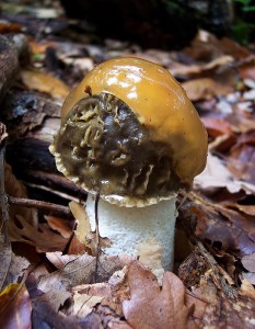 Phallus impudicus.jpg