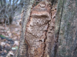 Phellinus contiguus.JPG