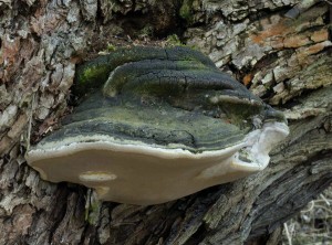 Phellinus igniarius.jpg