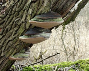 Phellinus igniarius (2).jpg