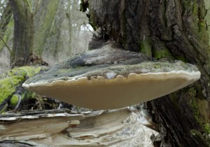 Phellinus igniarius (3).jpg