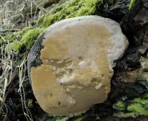 Phellinus igniarius (4).jpg