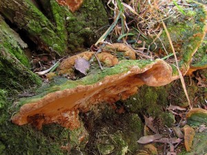 Phellinus torulosus2.jpg