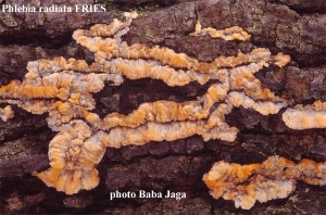 Phlebia radiata.jpg
