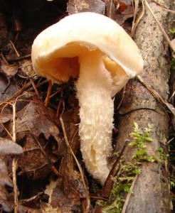 Pholiota_lenta.jpg