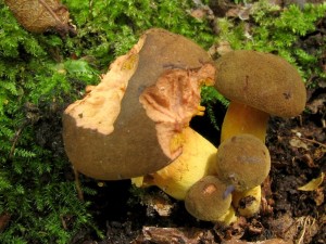 Phylloporus pelletieri.jpg