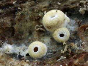 Phyllotopsis nidulans (3).jpg