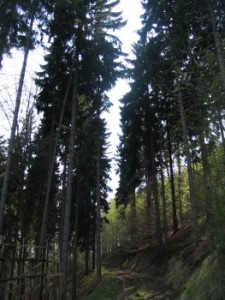 Picea abies - porost.jpg