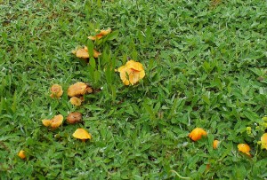 PICT0002-1.JPG